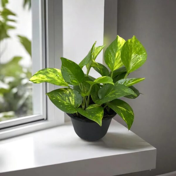 Epipremnum aureum - Golden Pothos