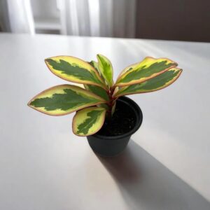 Peperomia Obtusifolia "Ginny"
