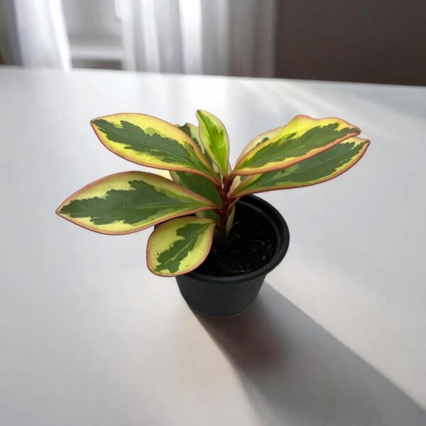 Peperomia Obtusifolia "Ginny"