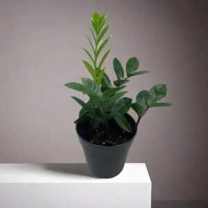 Zamioculcas Zamiifolia "Zz"