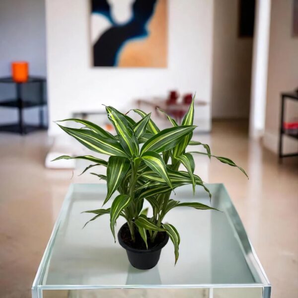Dracaena sanderiana 'Victory'
