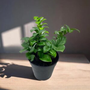 Zamioculcas zamiifolia 'Zenzi'