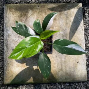 Philodendron White Princess