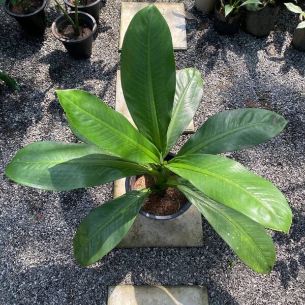 Dieffenbachia Daguensis (XL) - Image 2