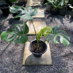 Monstera Deliciosa Brazil Common Form (XL)