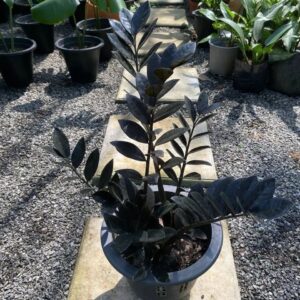 Black Lucky Plant ZZ