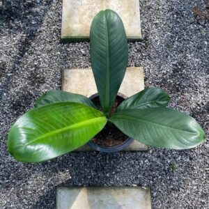 Dieffenbachia Daguensis (M)